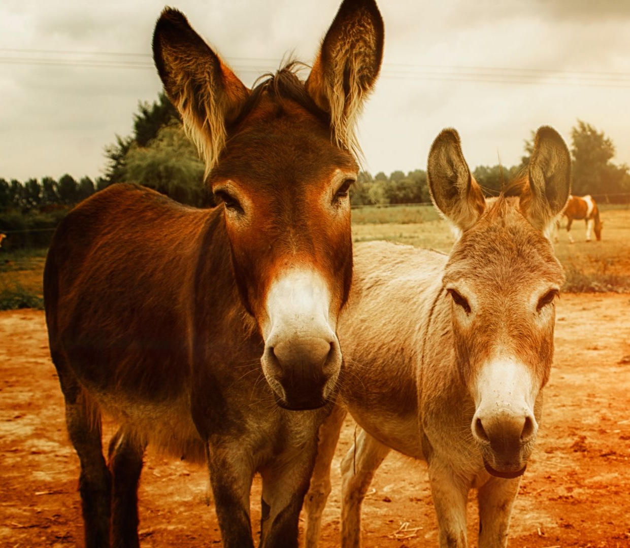 Dois jumentos em ambiente rural